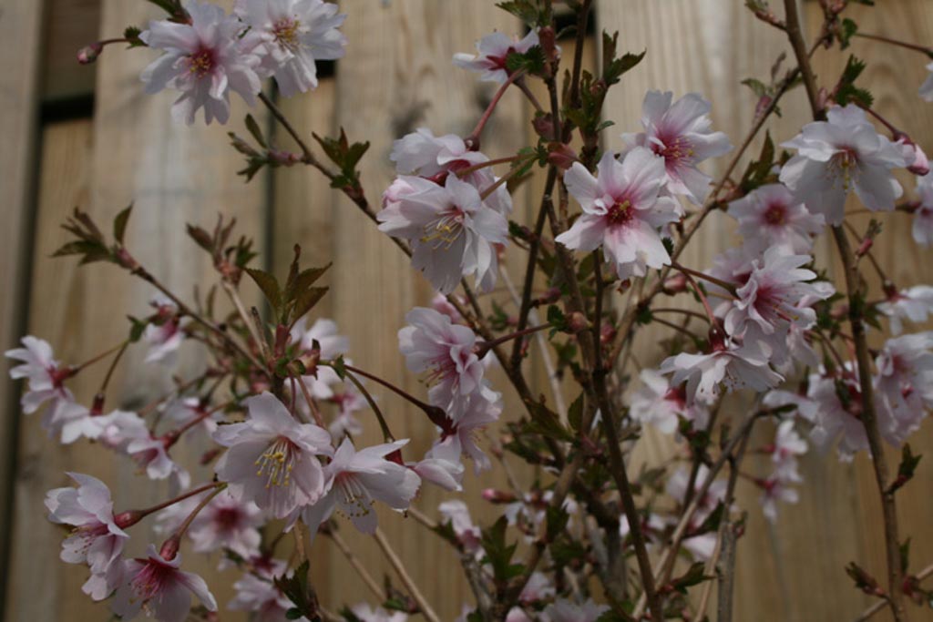 Prunus incisa 'Mikinori'