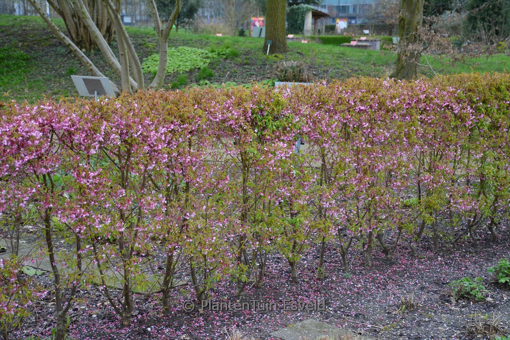 Prunus incisa 'Paean'