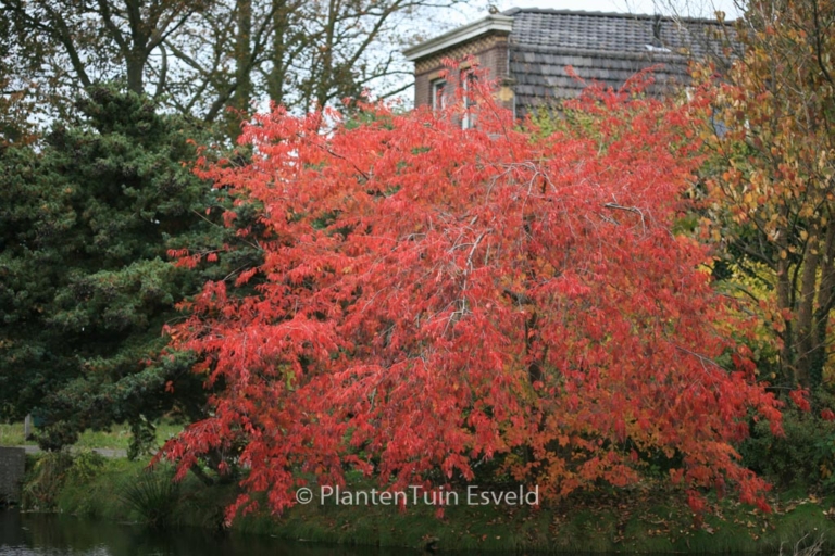 Prunus nipponica 'Felice'
