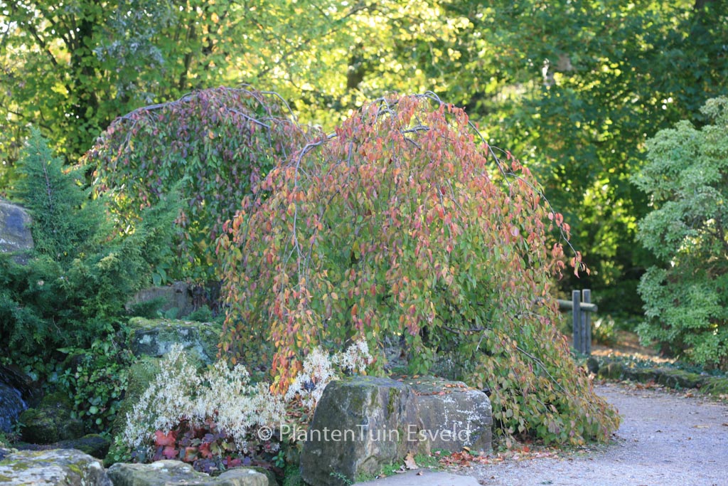 Prunus pendula 'Pendula Rubra'