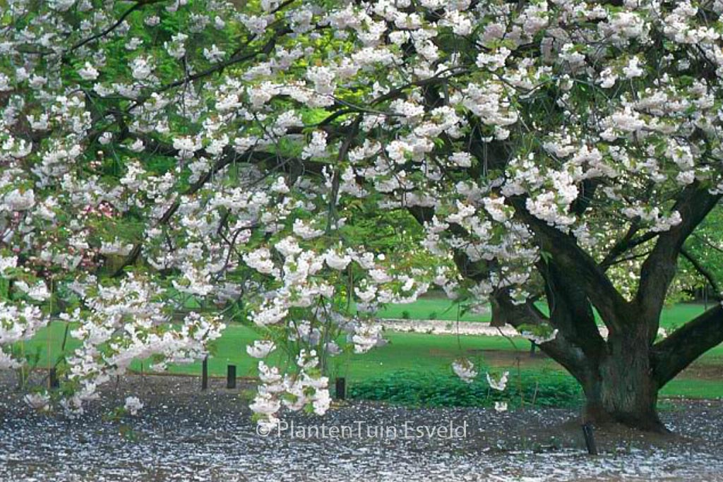 Prunus serrulata 'Ichiyo'