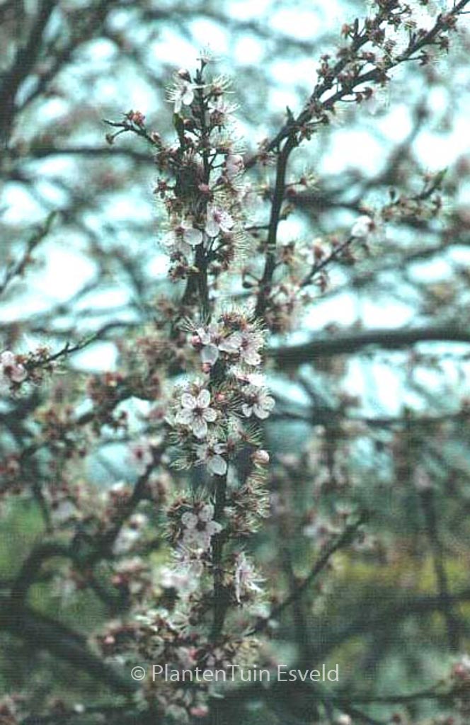Prunus spinosa 'Purpurea'
