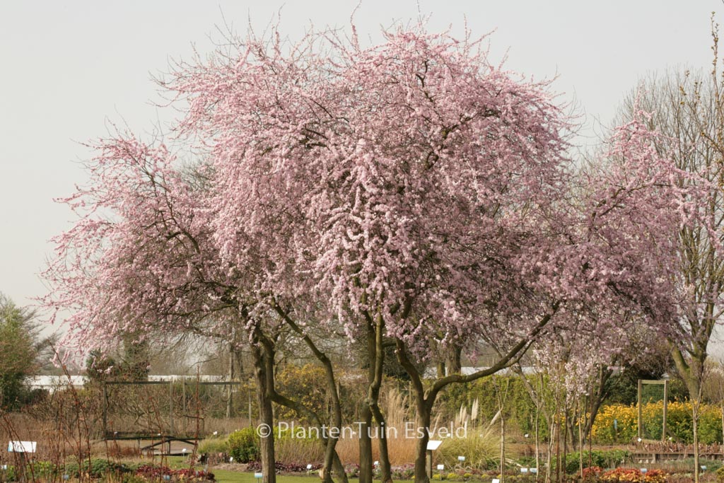 Prunus spinosa 'Rosea'