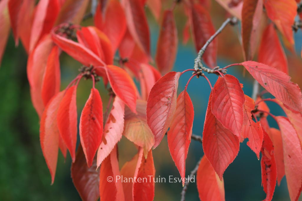 Prunus yedoensis