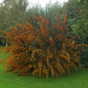 Pyracantha 'Orange Charmer'
