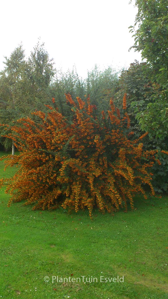 Pyracantha 'Orange Charmer'