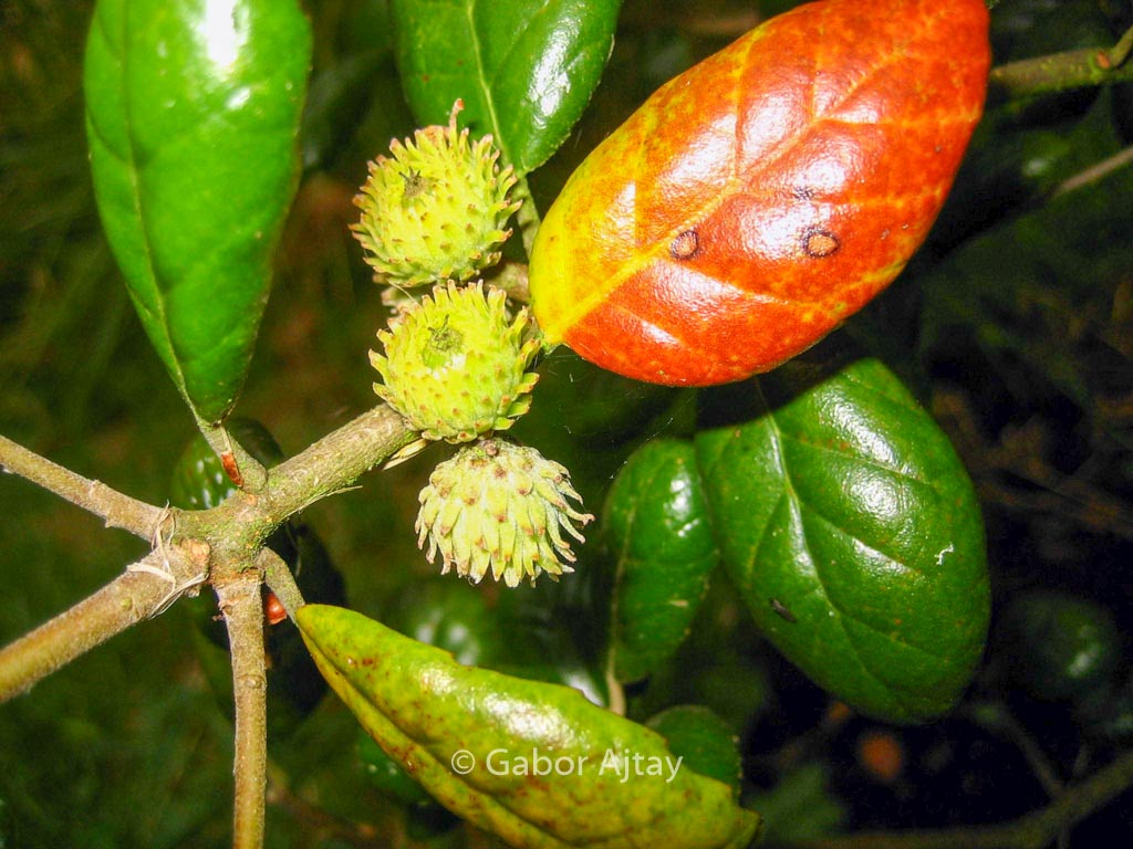 Quercus alnifolia