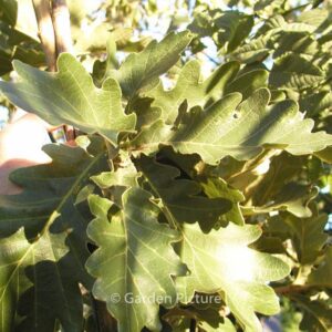 Quercus dentata 'Carl Ferris Miller'