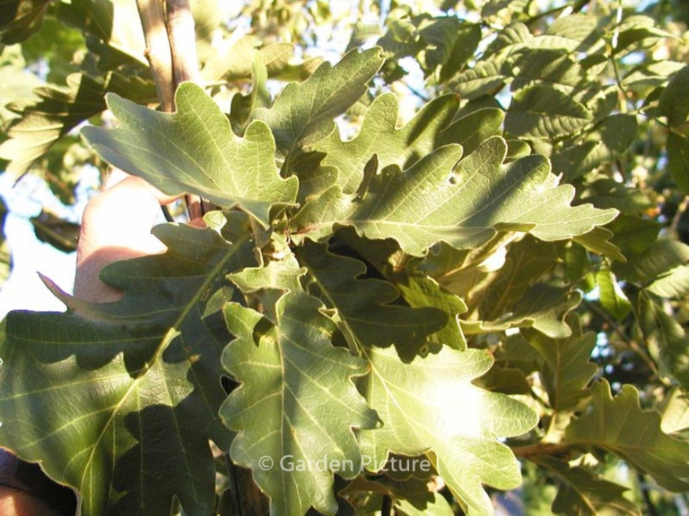 Quercus dentata 'Carl Ferris Miller'