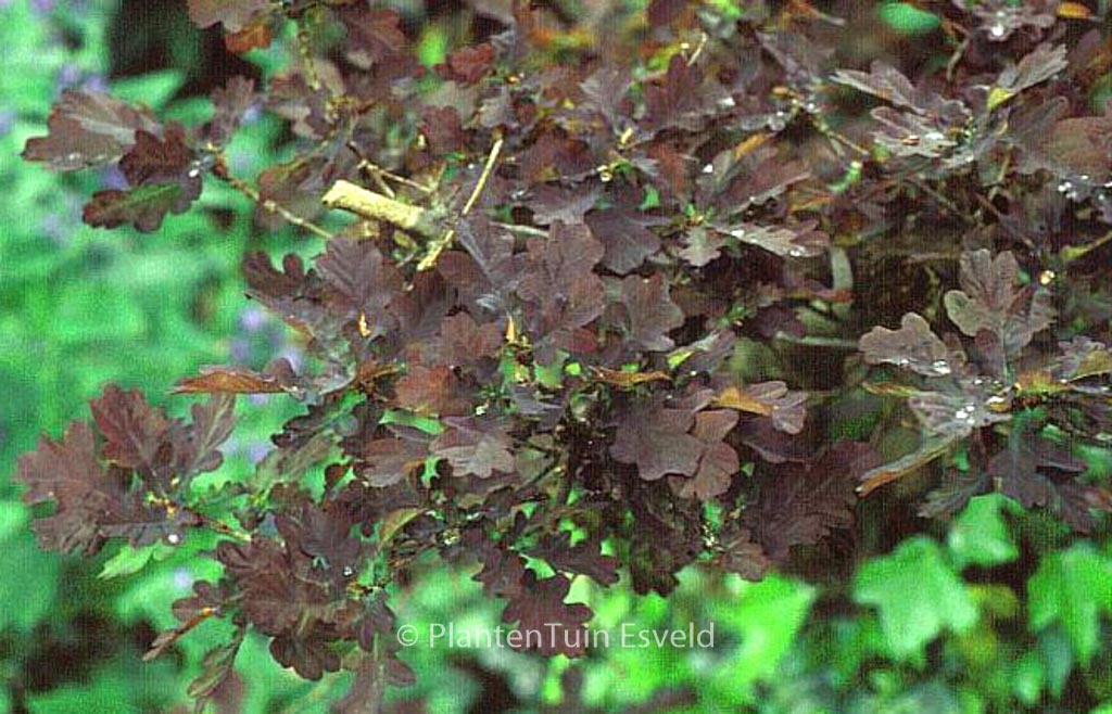 Quercus robur 'Purpurascens'