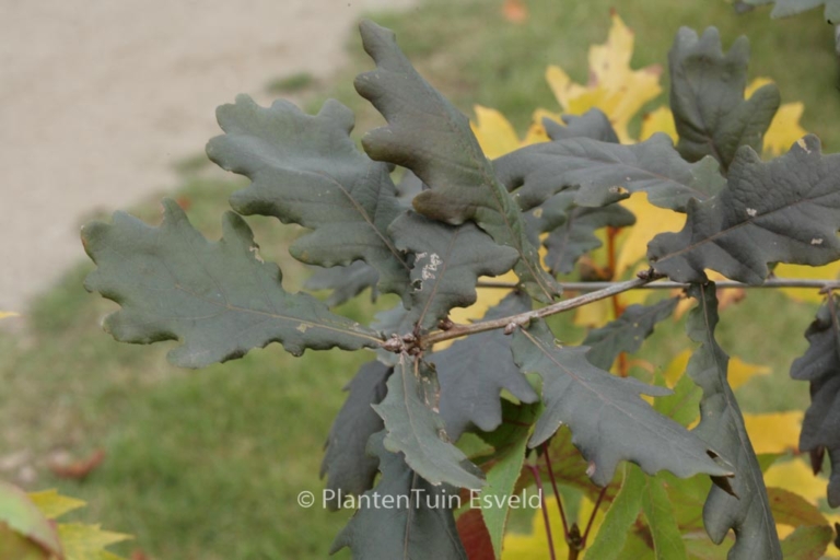 Quercus robur 'Timuki'