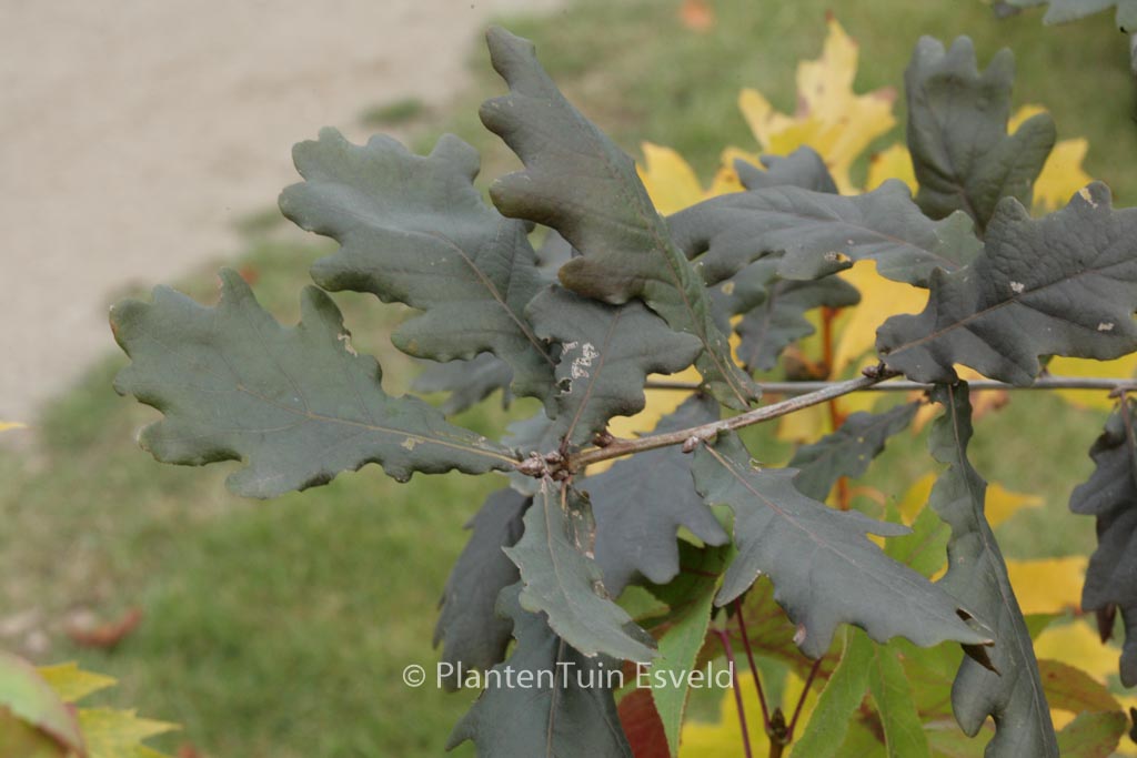 Quercus robur 'Timuki'
