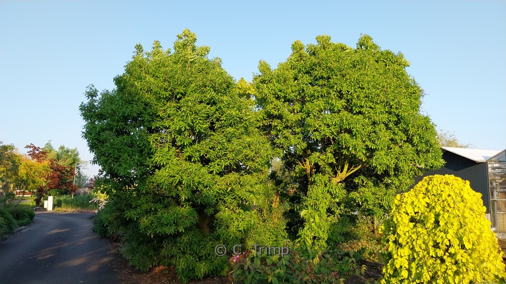 Quercus turneri 'Pseudoturneri'