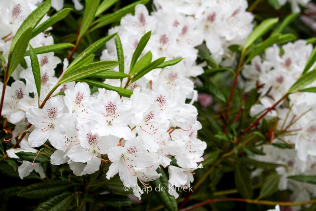 Rhododendron annae