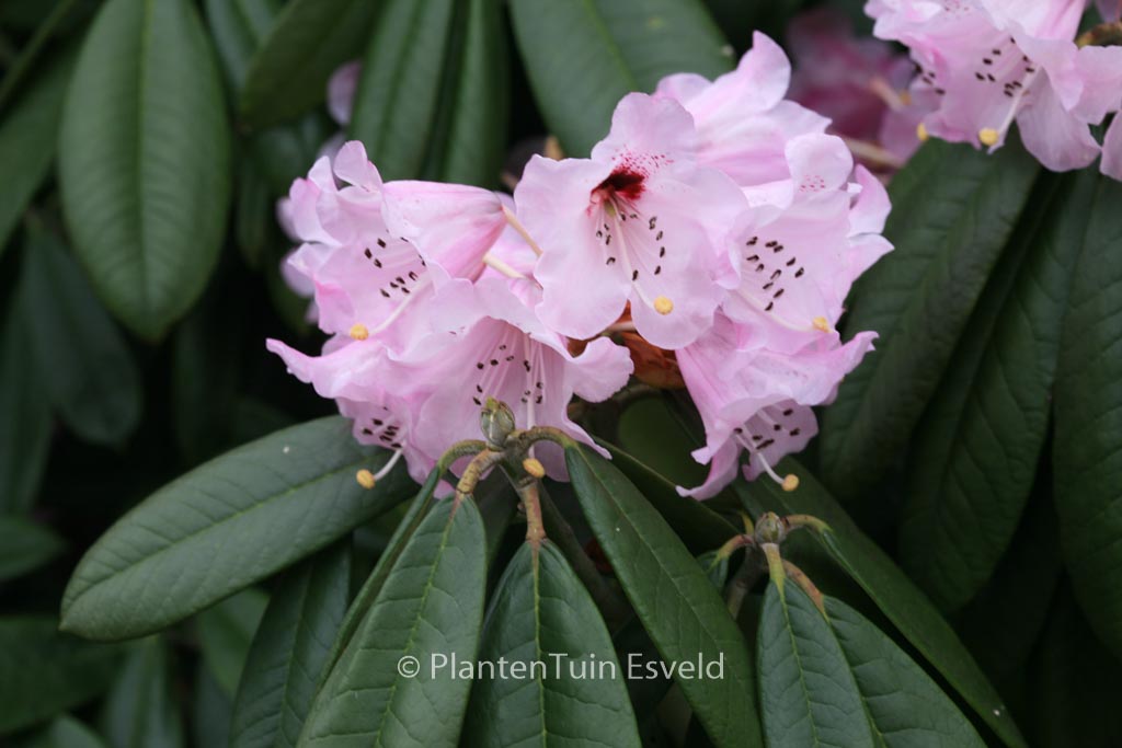 Rhododendron argyrophyllum 'Chinese Silver'