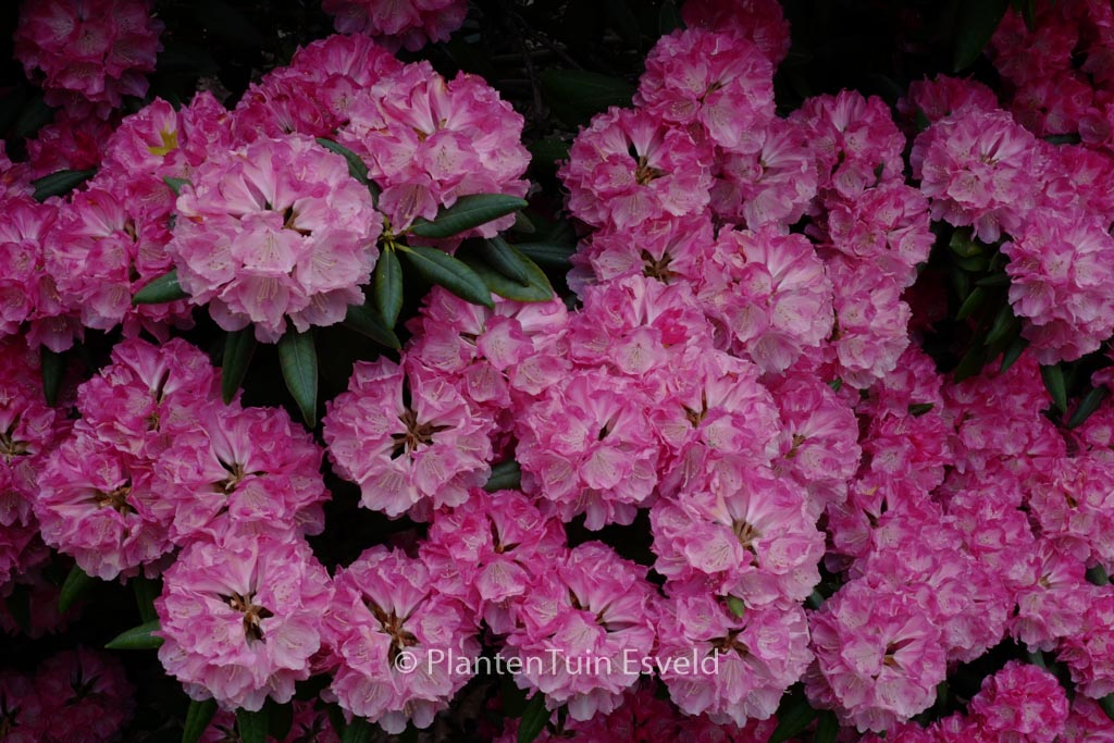 Rhododendron 'Barmstedt'