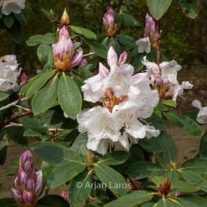 Rhododendron 'Beauty of Littleworth'