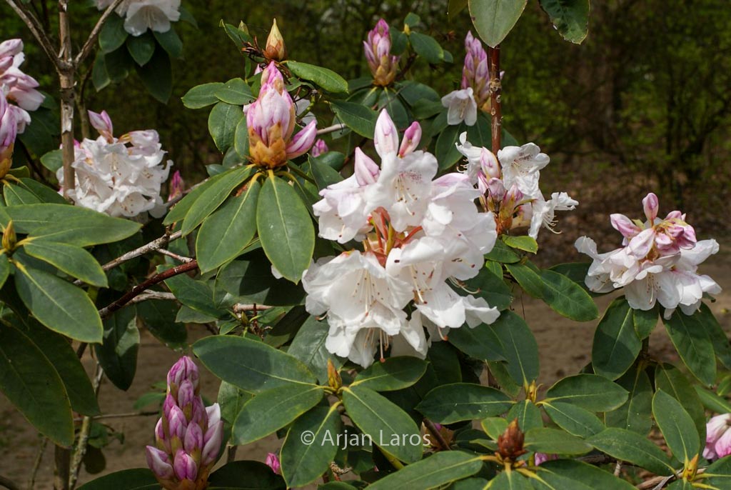 Rhododendron 'Beauty of Littleworth'