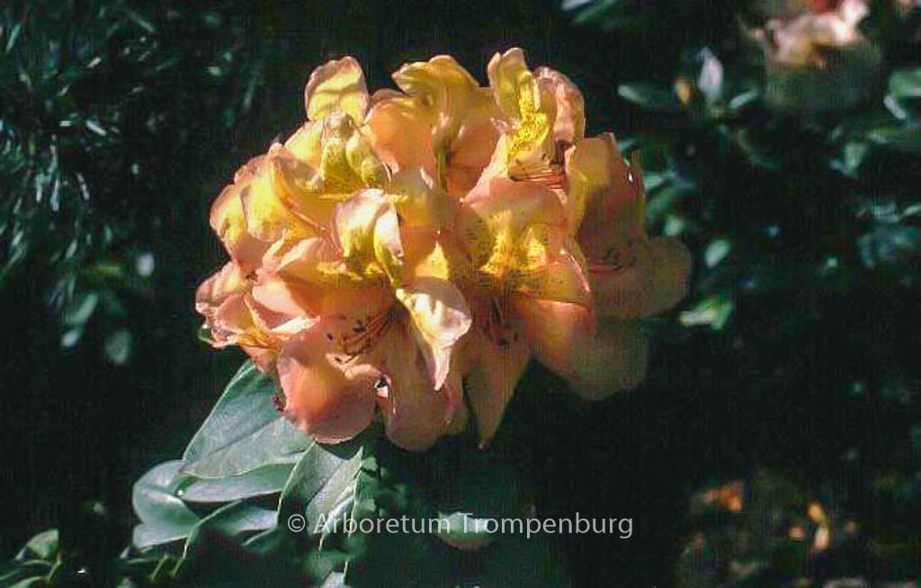 Rhododendron 'Belkanto'