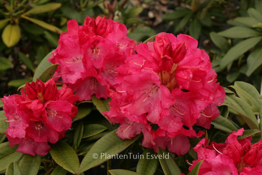 Rhododendron 'Berliner Liebe'