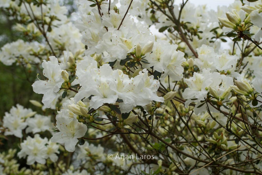 Rhododendron 'Bernina' (Azalea)