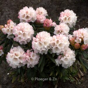 Rhododendron 'Blewbury'