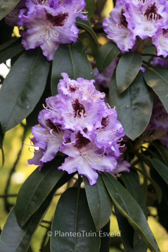 Rhododendron 'Blue Peter'
