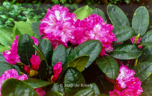 Rhododendron 'Blurettia'