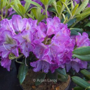Rhododendron 'Bohlken's Lupinenberg'
