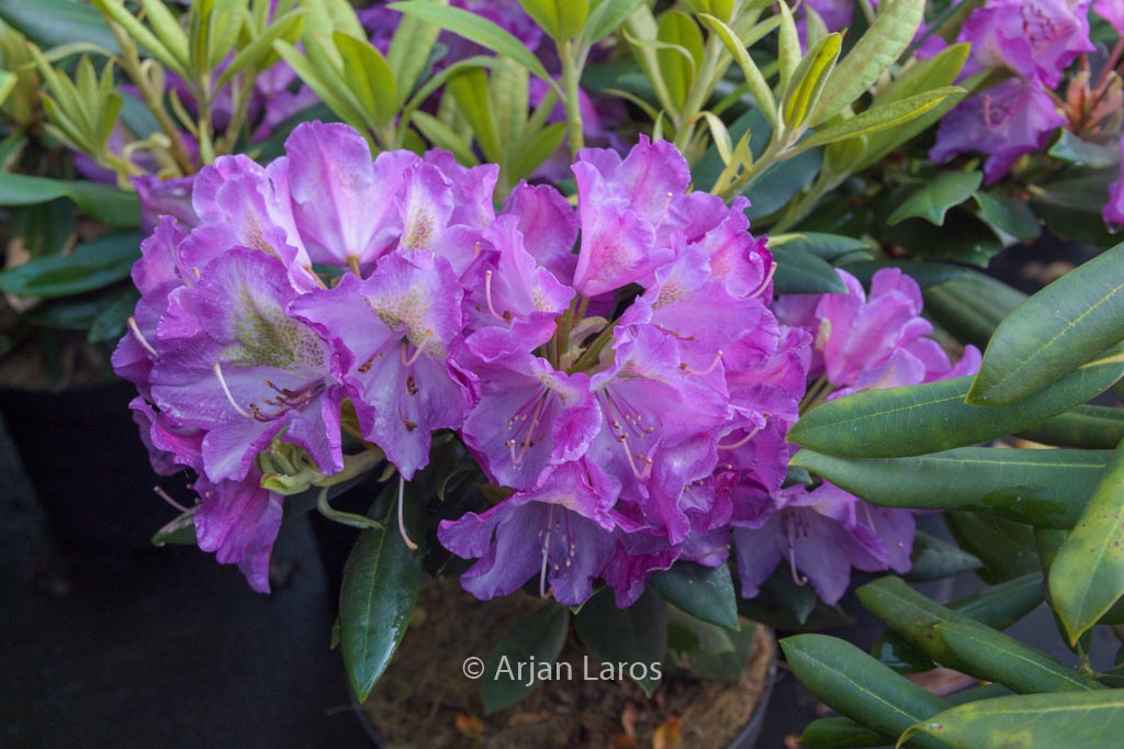Rhododendron 'Bohlken's Lupinenberg'
