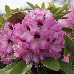 Rhododendron 'Caramba'