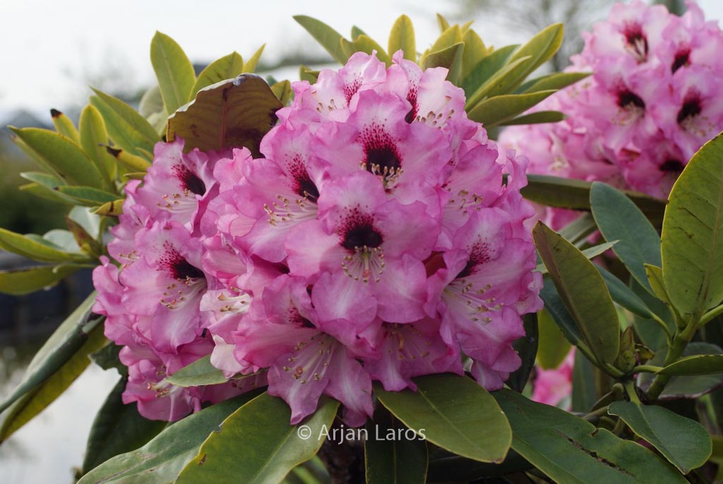 Rhododendron 'Caramba'