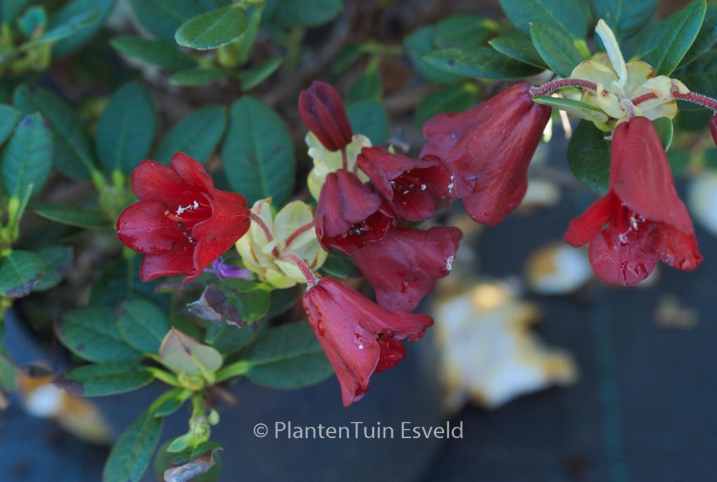 Rhododendron 'Carmen'