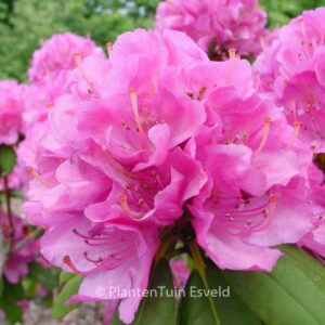 Rhododendron 'Catharine van Tol'