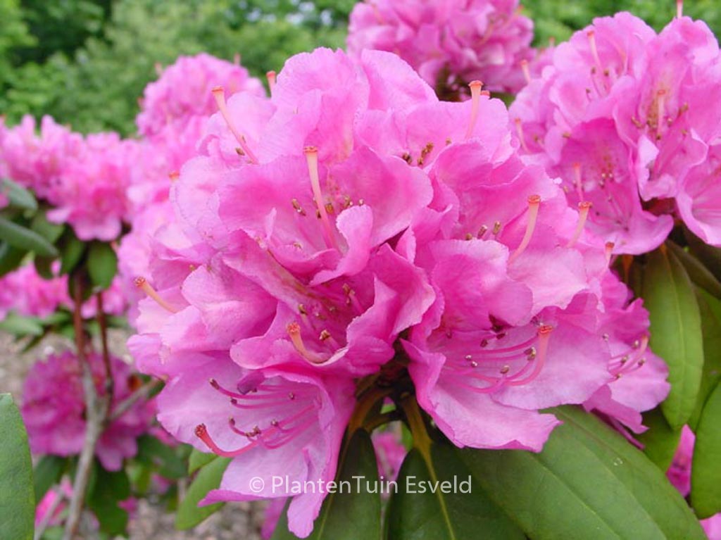 Rhododendron 'Catharine van Tol'