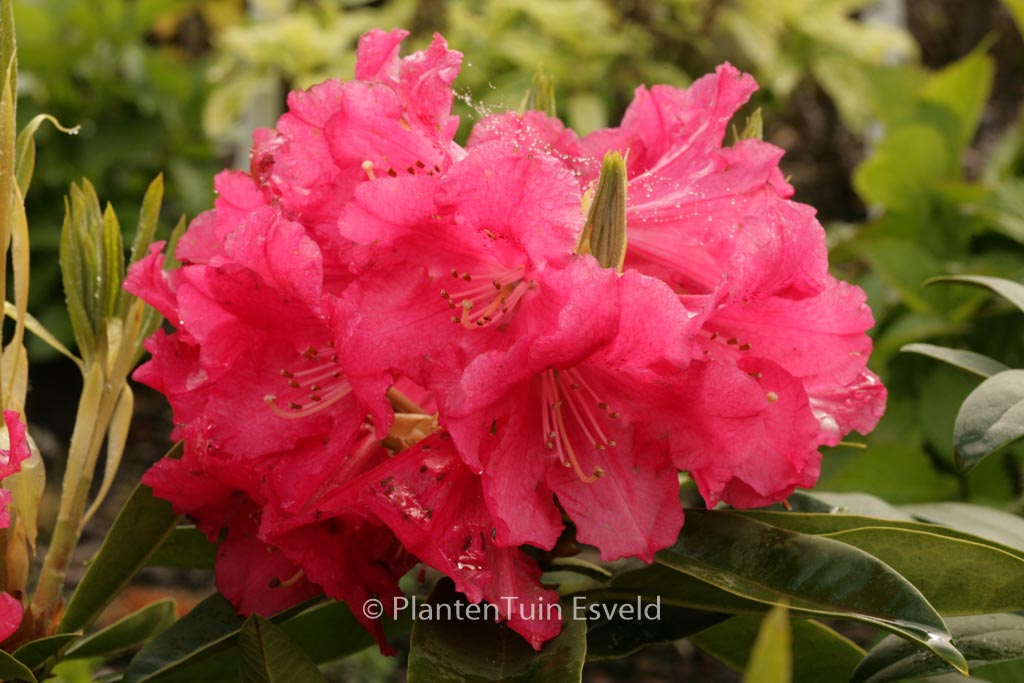 Rhododendron 'C.B. van Nes'