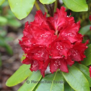 Rhododendron 'Cherry Kiss'