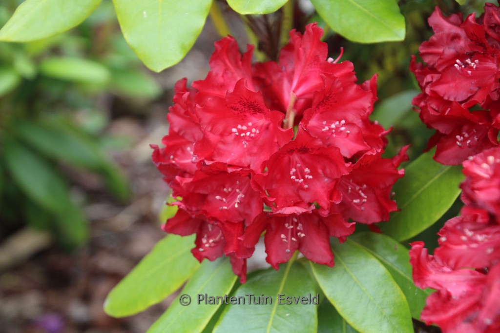 Rhododendron 'Cherry Kiss'