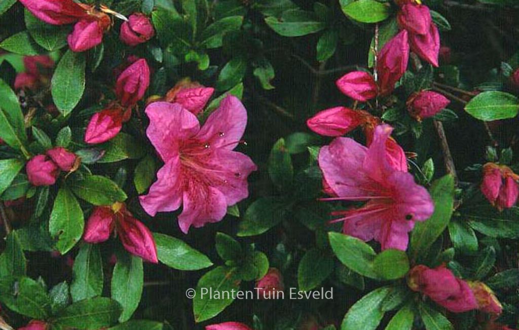 Rhododendron 'Chippewa' (Azalea)