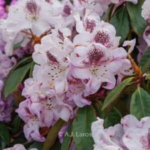 Rhododendron 'Clementine'