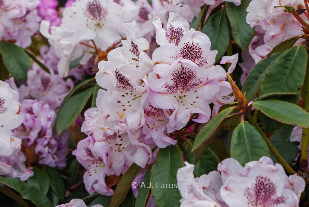 Rhododendron 'Clementine'