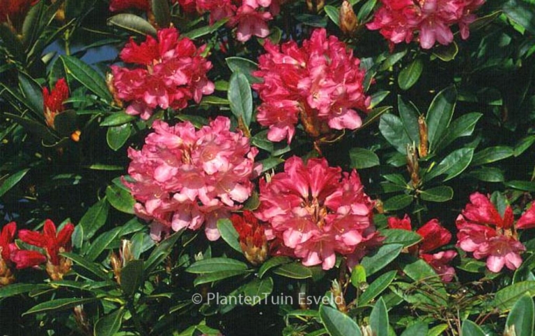 Rhododendron 'Clivia'
