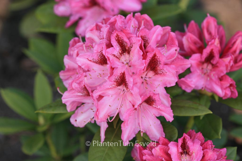 Rhododendron 'Cosmopolitan'