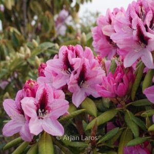 Rhododendron 'Edeltraut'