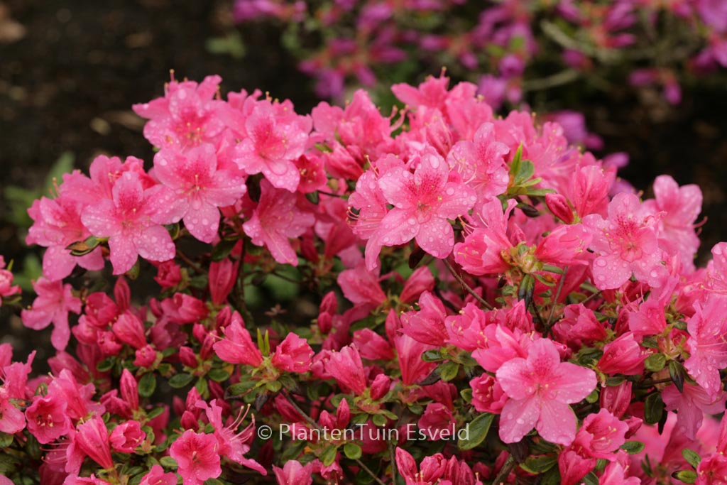 Rhododendron 'Ennepe' (Azalea)