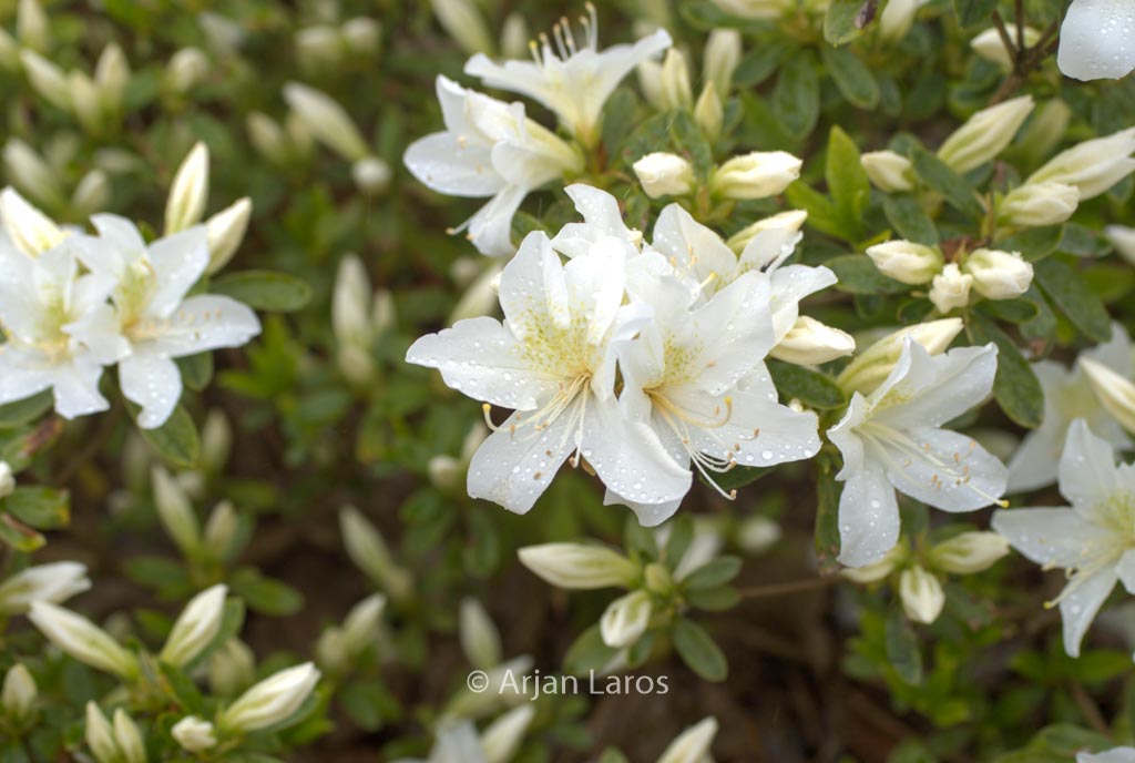 Rhododendron 'Everest' (Azalea)