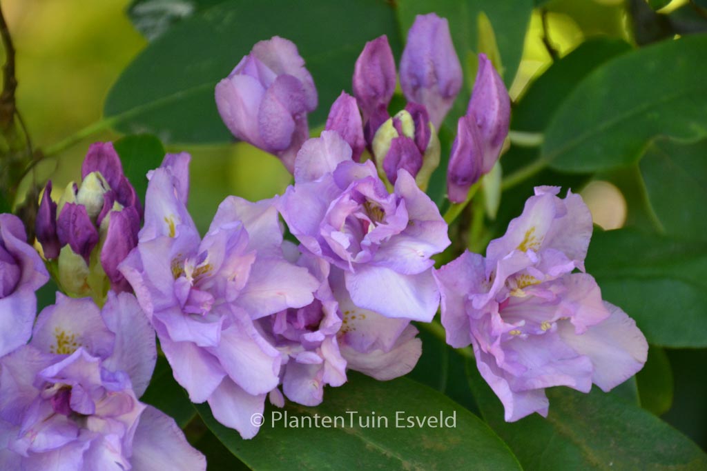 Rhododendron 'Fastuosum Plenum'