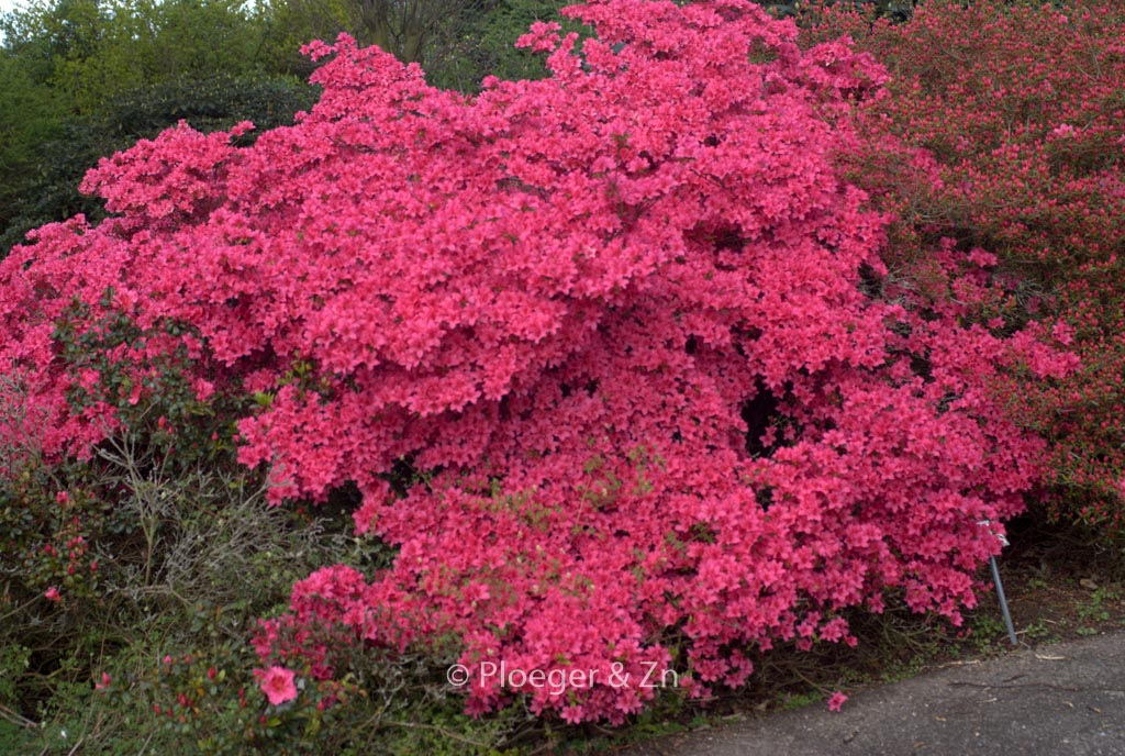 Rhododendron 'Favorite' (Azalea)