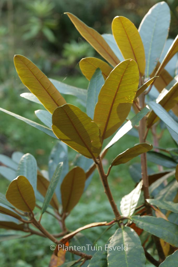 Rhododendron fulvum
