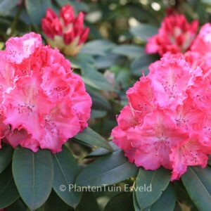 Rhododendron 'Germania'
